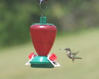 Webhummer.jpg